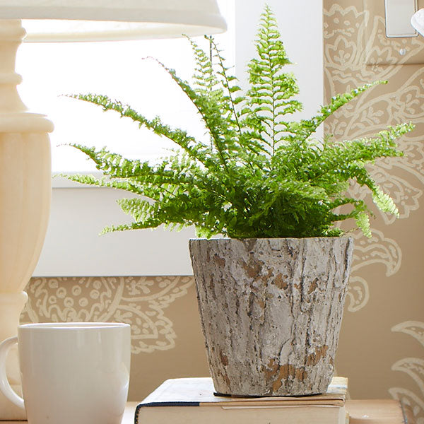 Fluffy Ruffle Fern