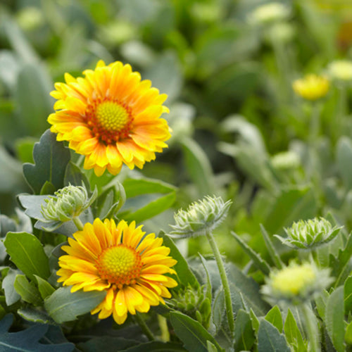 Arizona Apricot Blanket Flower