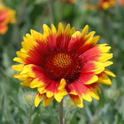 Arizona Sun Blanket Flower