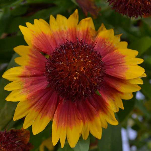 Gallo Dark Bicolor