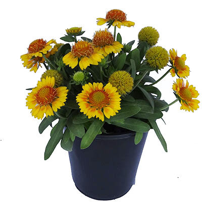 Gallo Peach Blanket Flower