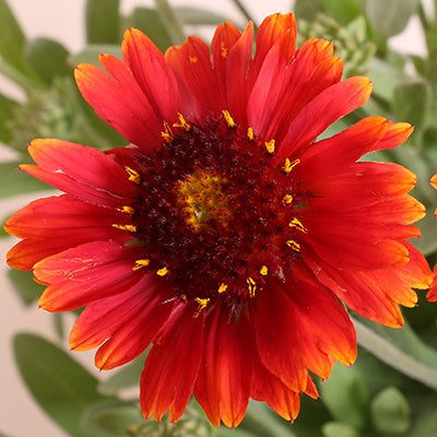 Gallo Red Blanket Flower
