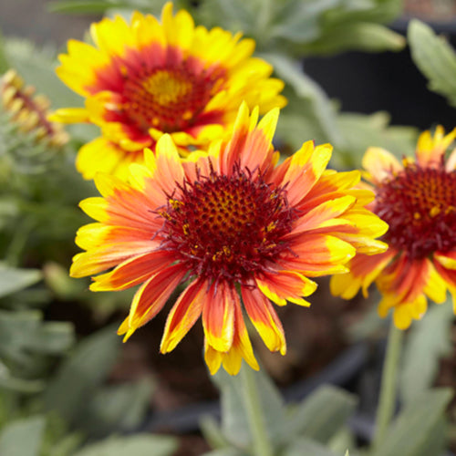 Mesa Bicolor Blanket Flower