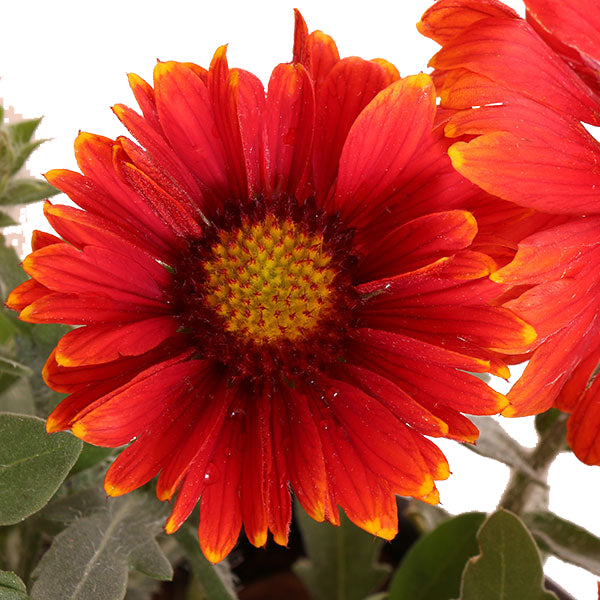 Arizona Red Shades Blanket Flower