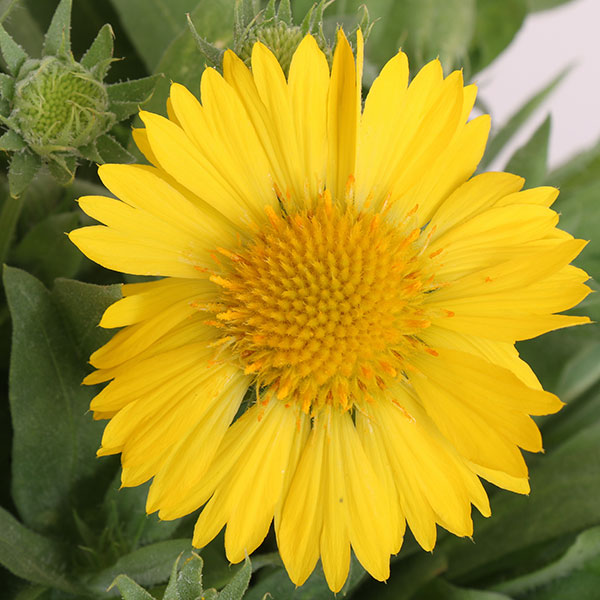 Mesa Yellow Blanket Flower