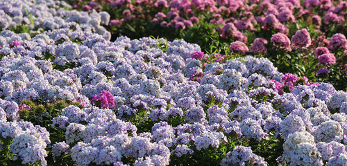 Phlox, Garden