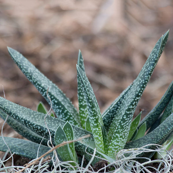 Gasteria fuscopunctata