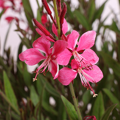 Siskiyou Pink