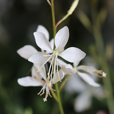 Sparkle White