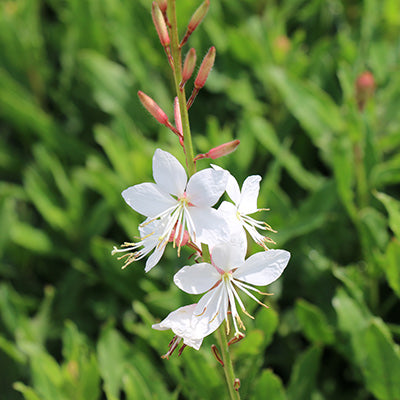 Belleza White Evolution