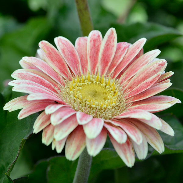 Garvinea Classic Jasmina