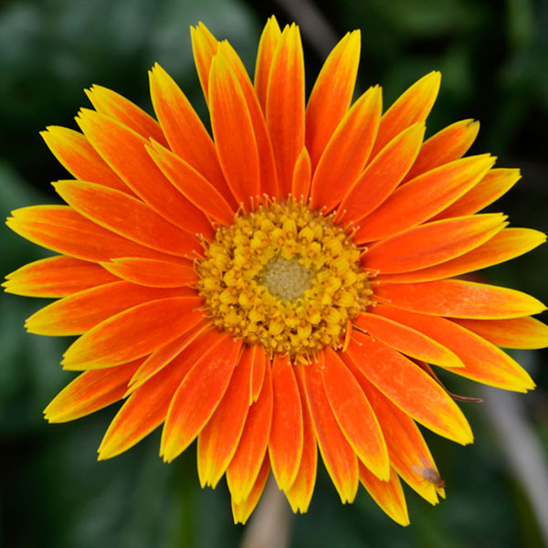 Garvinea Orangina