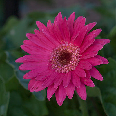 Garvinea Sweet Dreams