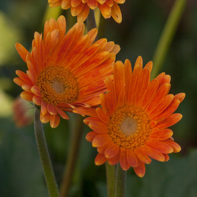 Garvinea Sweet Honey