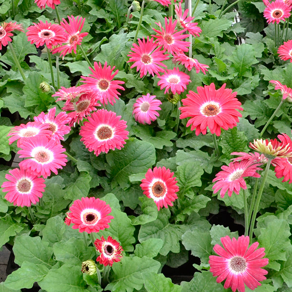 Revolution Bicolor Rose