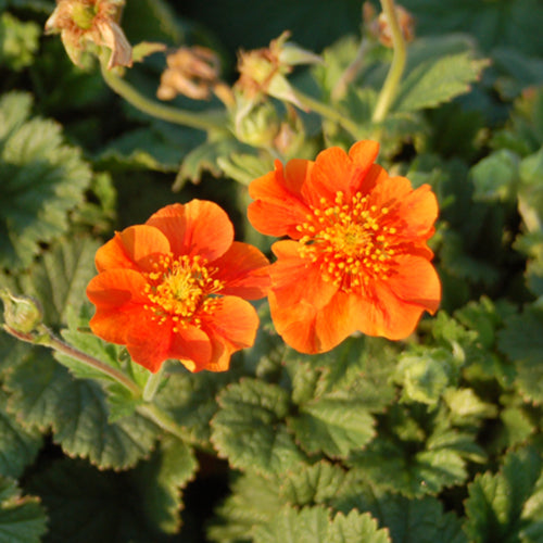 Borisii Geum