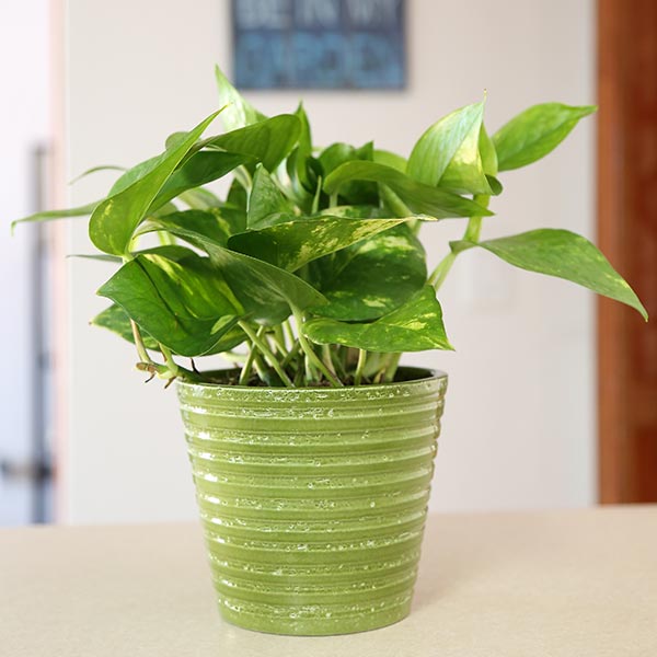 Golden Pothos