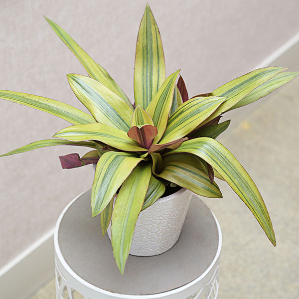 Golden Oyster Plant