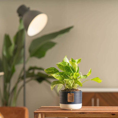 Lush green Pothos plant in a ceramic pot on a side table with a lamp in the background