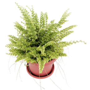 Green Fantasy Fern