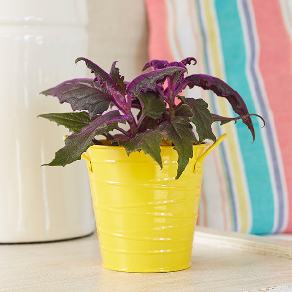 Purple Passion Plant