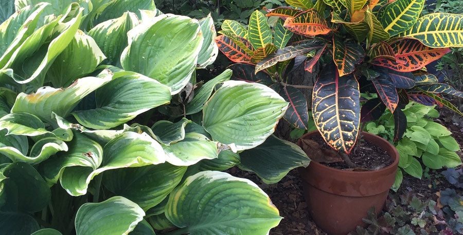 Summering Houseplants Outdoors