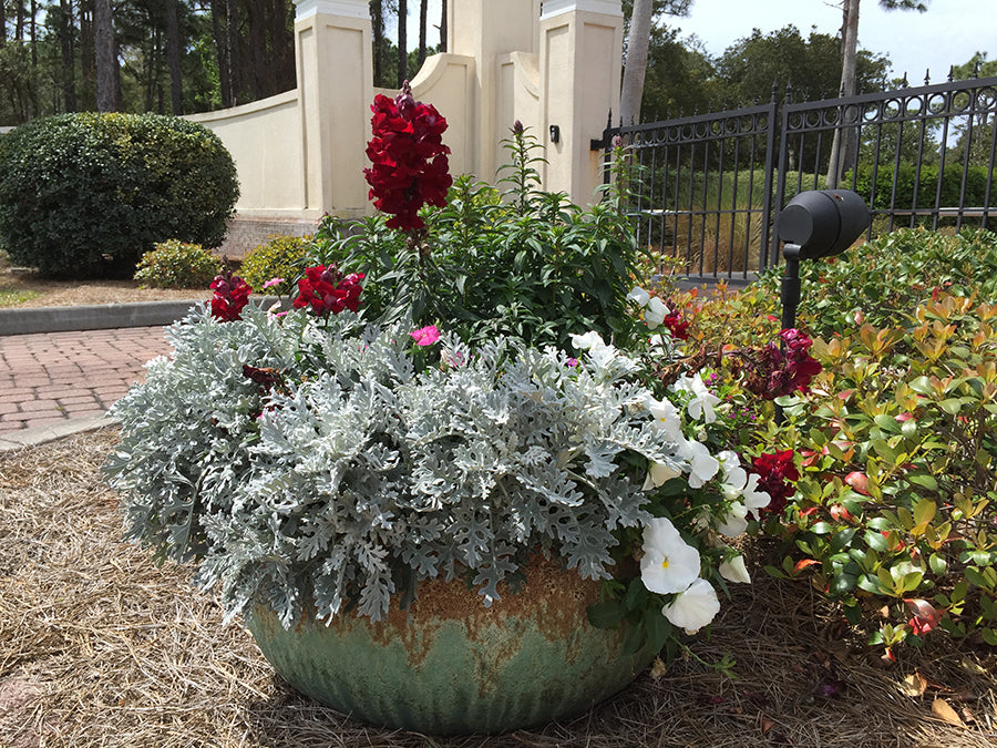 Container Gardening Magic