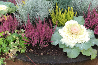 Gardening Near the Arctic Circle