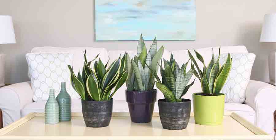 lavender plant bug repellent Lavender Bug Repellent