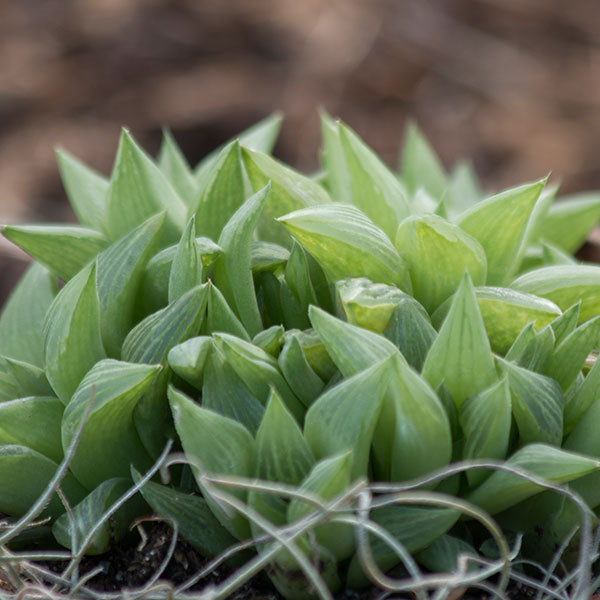 Haworthia acuminata
