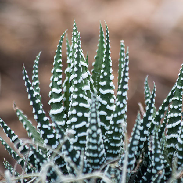 Haworthia 'Big Band'