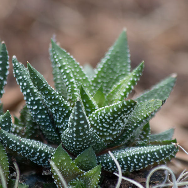 Haworthia 'Enon'