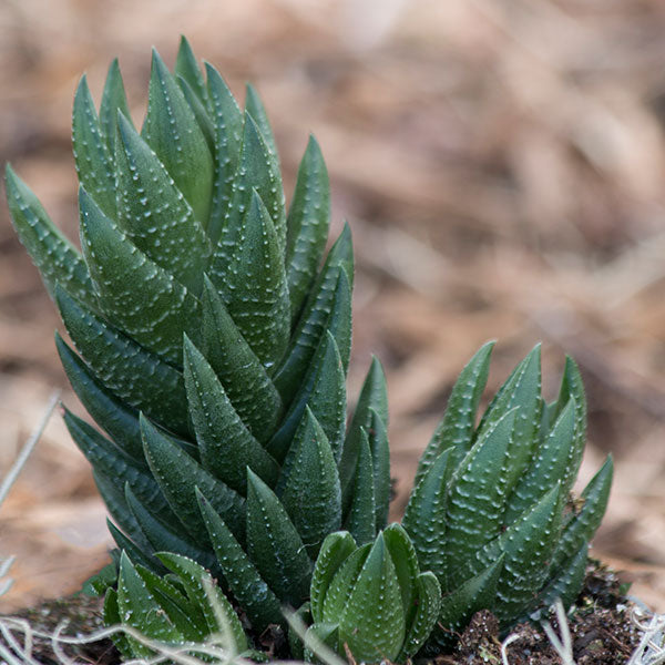 Haworthia glauca