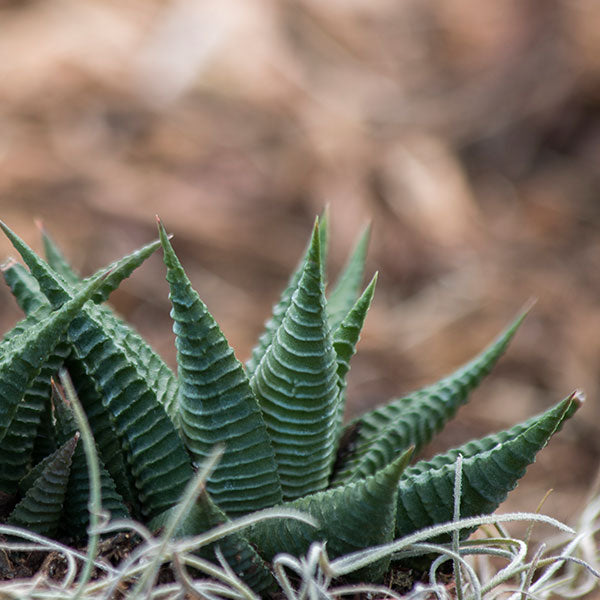 Haworthia limifolia