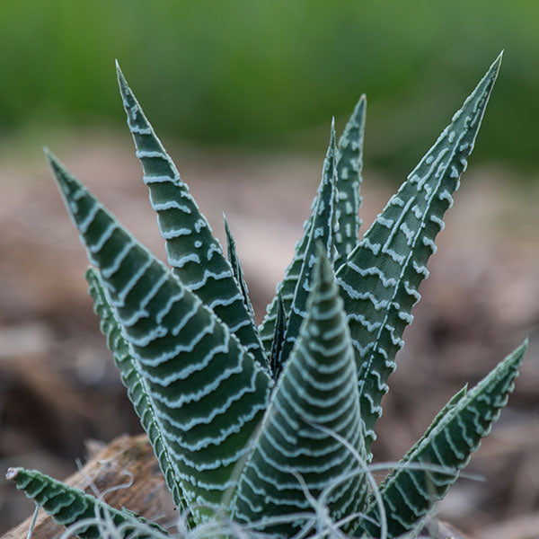 Haworthia pumila