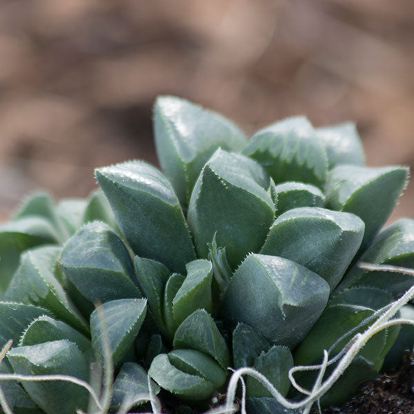 Haworthia retusa