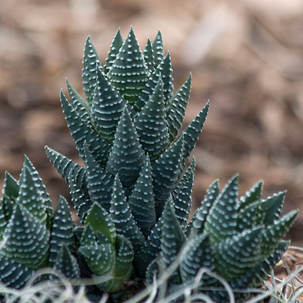 Haworthia coarctata