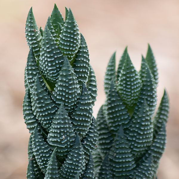 Haworthia reinwardtii