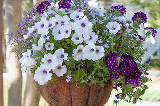 10 Tips for Container Garden Design