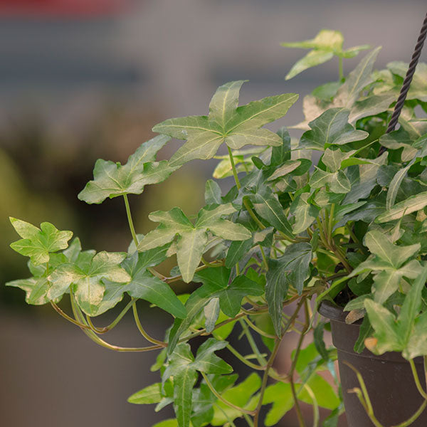 Asterisk Ivy
