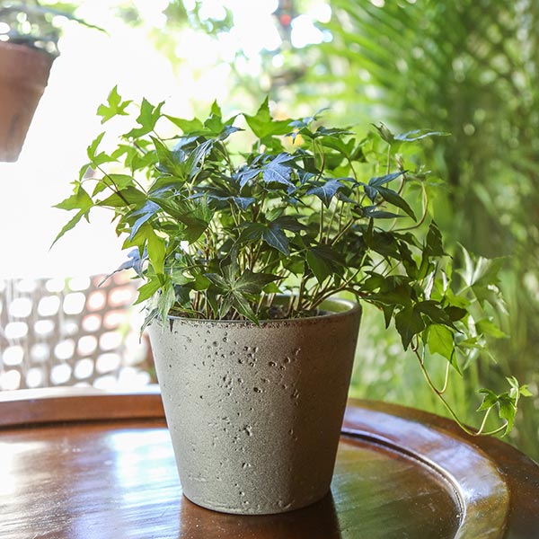 Florida Ivy