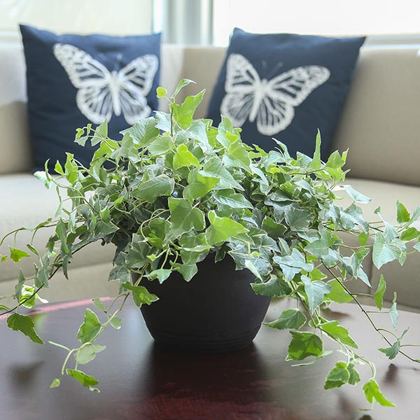 Jubilee Ivy
