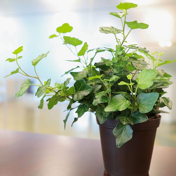 Wonderful Ivy