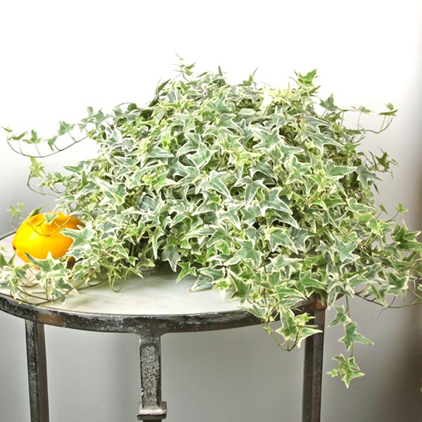Aloma Ivy