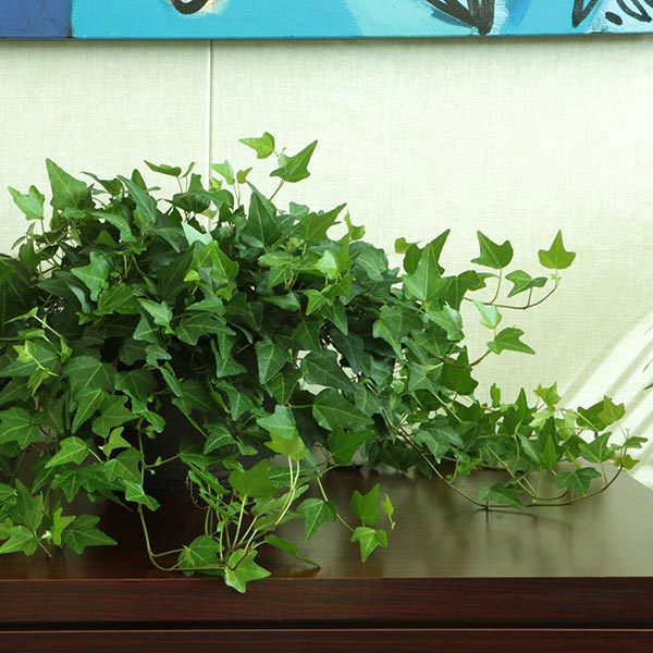 Chicago Ivy