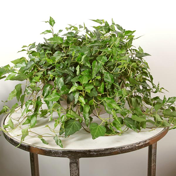 Design Ivy
