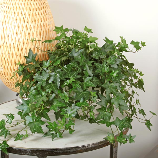 Garland Ivy