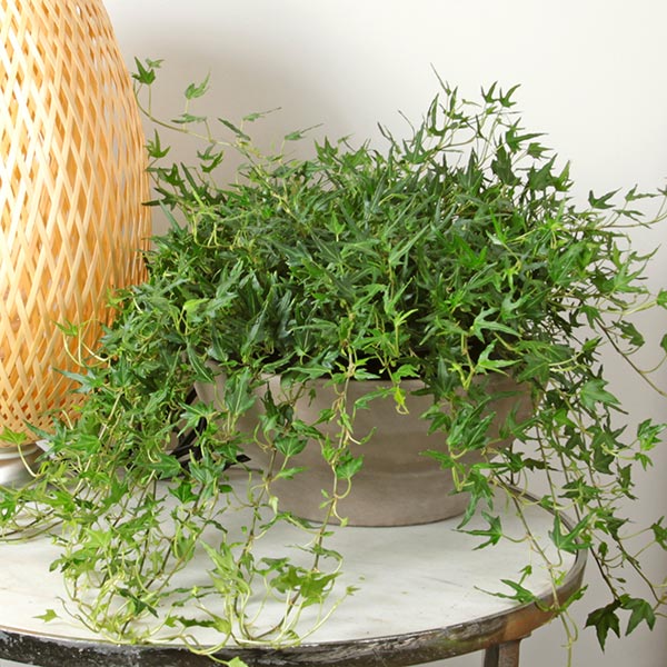 King's Choice Ivy