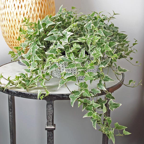 Silver Dollar Ivy