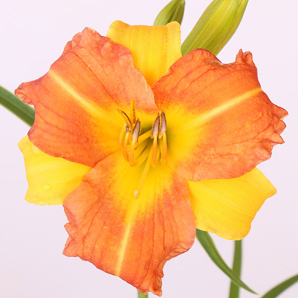 EveryDayLily Yellow Punch